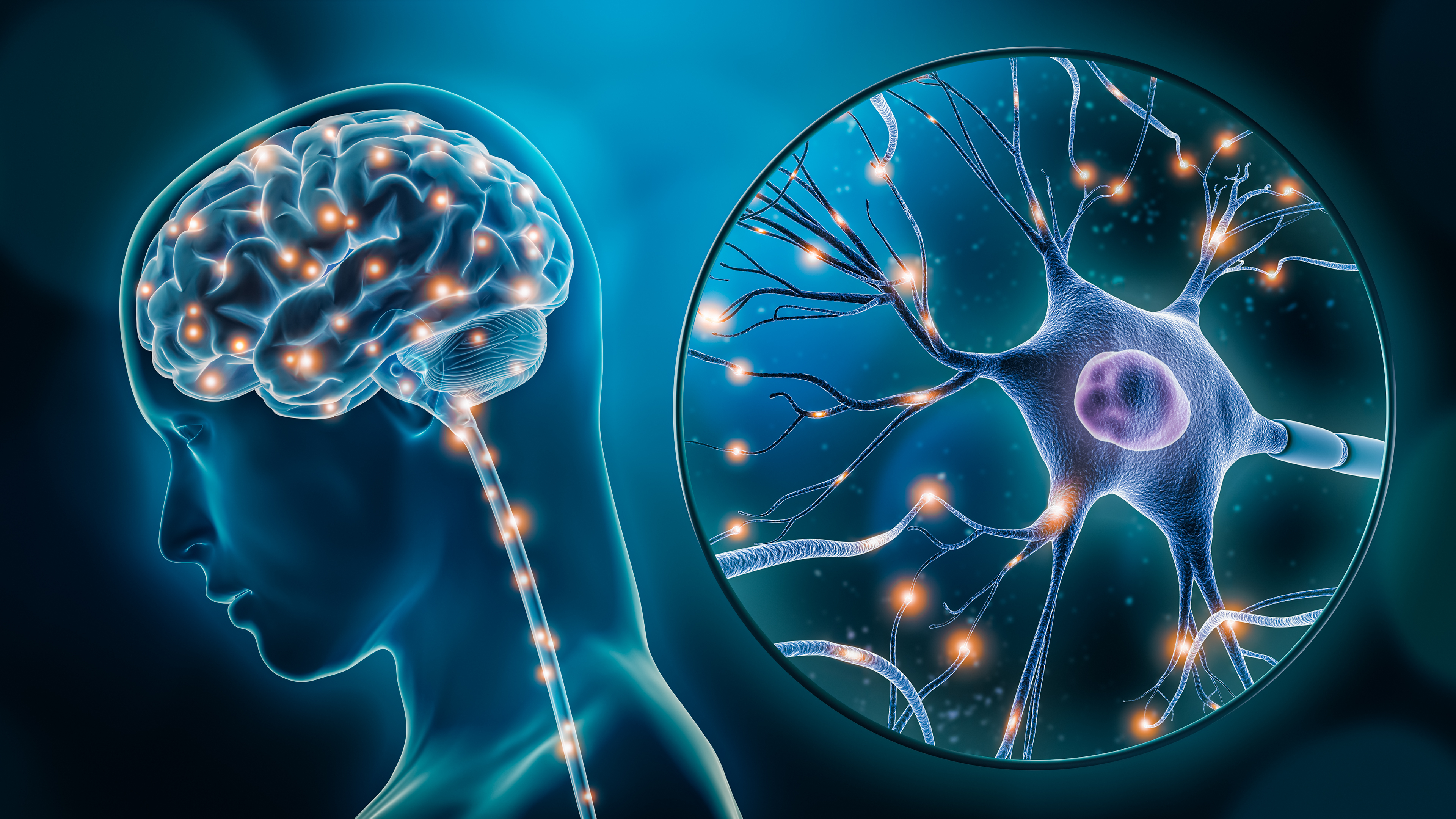 Illustration of the brain and neurons