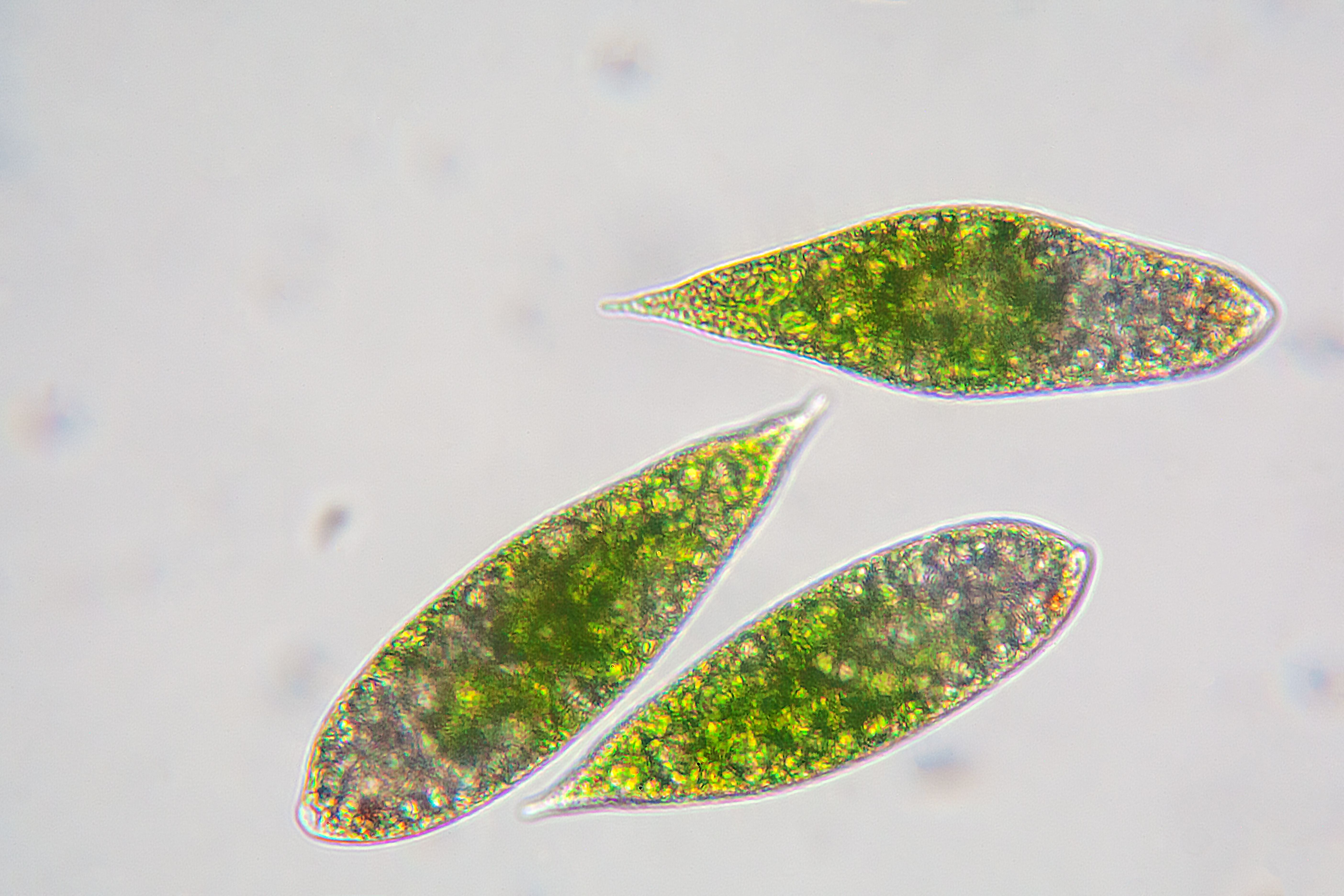 Close-up van plankton
